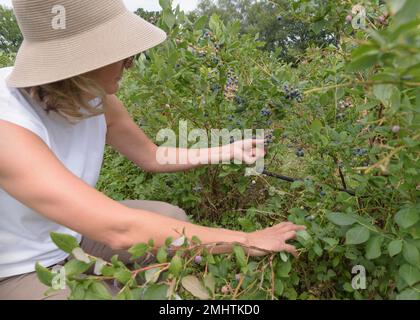 I mirtilli vengono raccolti da una donna in un campo. In maglia bianca e a bordo largo. Corimboso di Vaccinio. Foto Stock