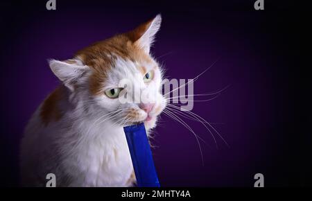 Mano che alimenta divertente longhair gatto treat bastone su sfondo viola. Immagine orizzontale con spazio di copia. Foto Stock