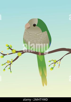 Un pappagallo di quaker molto carino o un parakeet monaco a forma di uovo. L'uccello è appollaiato su un ramo con fiore giallo Illustrazione Vettoriale