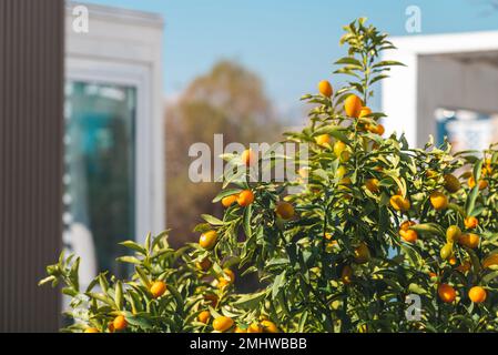 Fortunella margarita Kumquat frutta su ramo di albero in una giornata di sole pulito Foto Stock