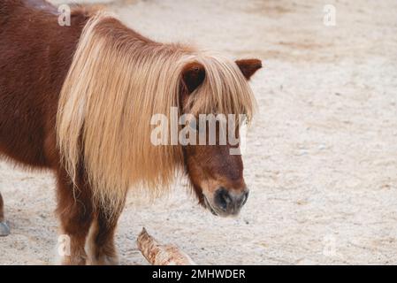 Ritratto di splendido pony shetland con lunga criniera gialla Foto Stock