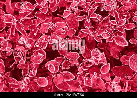 Motivi floreali di rosa canina foglie di pianta con gelo e fiocchi di neve. Sfondo floreale naturale full frame. Tonalità di colore della Viva Magenta dell'anno 2023 Foto Stock