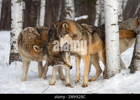 Lupo (Canis lupus) Confezionare insieme Sniffing Inverno - animali prigionieri Foto Stock