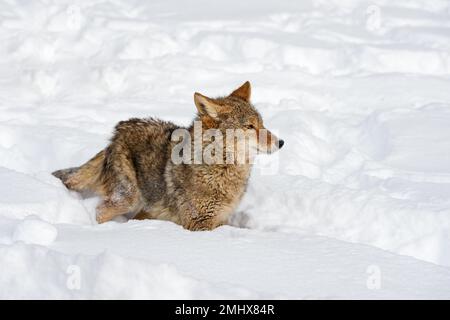 Coyote (Canis latrans) si trova in orecchie di neve ai lati Inverno - animale prigioniero Foto Stock