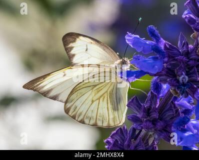 Primo piano os una singola farfalla Great Southern White sui fiori viola Mealycup Sage Foto Stock