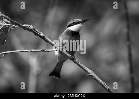 Piccolo ape-mangiatore mono sul ramo che mostra il catchlight Foto Stock