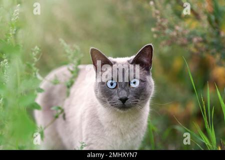 Primo piano ritratto di gatto tailandese o siamese in estate natura camminando tra erba Foto Stock