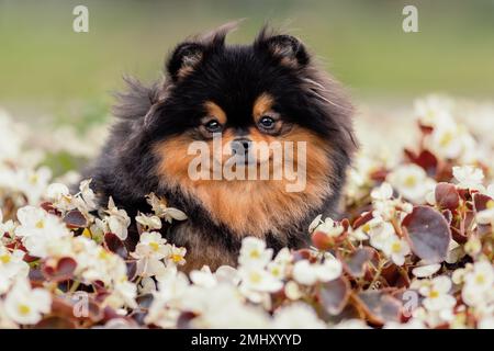 Ritratto di carino cane spitz pomerano di colore da tavola tra fiori bianchi all'aperto in estate Foto Stock