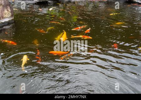 una collezione di pesci d'oro koi in un paesaggio di laghetto d'acqua dolce Foto Stock