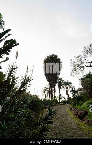 Una passeggiata in un giardino botanico tropicale tra palme secche e altre piante Foto Stock