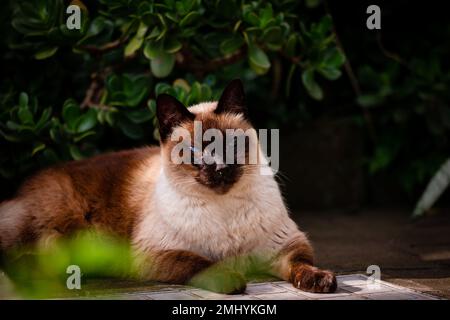 Carino gatto siamese, sonnolento all'aperto con vegetazione verde, animali felini. Foto Stock