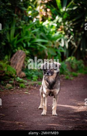Carino piccolo cane di salvataggio, guardando con attenzione, all'aperto con sfondo verde. Foto Stock