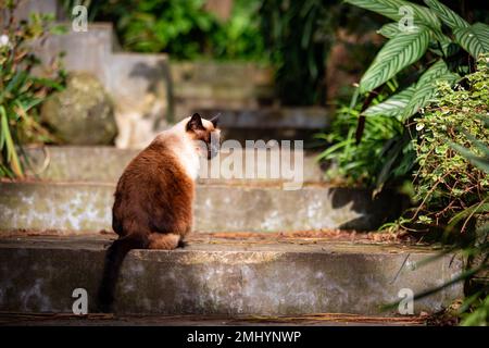 Carino gatto siamese, sonnolento all'aperto con vegetazione verde, animali felini. Foto Stock