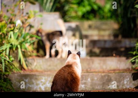 Carino gatto siamese, sonnolento all'aperto con vegetazione verde, animali felini. Foto Stock