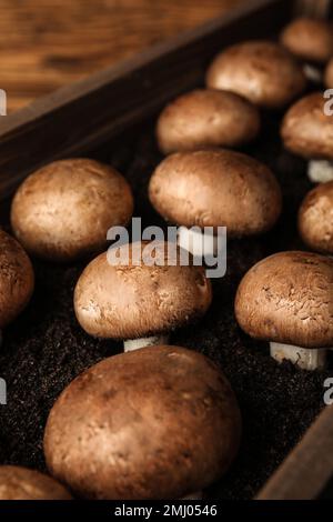 Camignoni marroni che crescono sul terreno in cassa di legno. Coltivazione di funghi Foto Stock