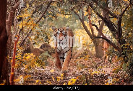 Tigre del Bengala nella foresta di Bannerghatta nel Karnataka, India, scattata con un morbido sfondo bokeh Foto Stock