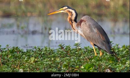 Heron viola accanto a uno stagno nella foresta di Bannerghatta a Karnataka, India. Foto Stock