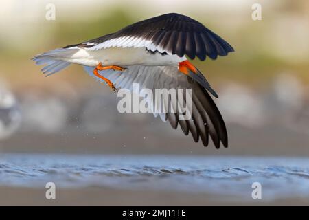 Uno skimmer nero americano (Rynchops niger) in volo Foto Stock