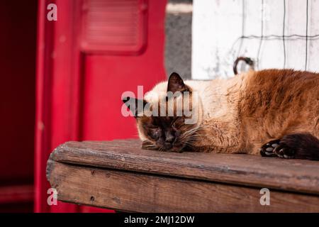 Gatto addormentato carino, in fattoria, all'aperto al sole. Foto Stock