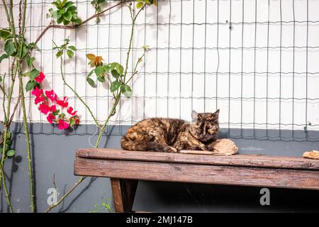 Gatto addormentato carino, in fattoria, all'aperto al sole. Foto Stock