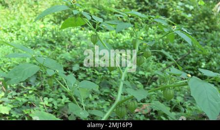 Un ramo della pianta Physalis eterophylla con fiori e palloncino pendente a forma di frutta in natura Foto Stock