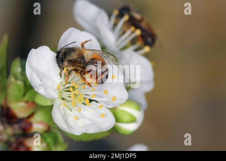 Red Mason Bee, Osmia rufa, Megachilidae, Apoidea, Apocrita, Hymenoptera. Nutrire, impollinare il fiore di ciliegia nel frutteto in primavera. Foto Stock