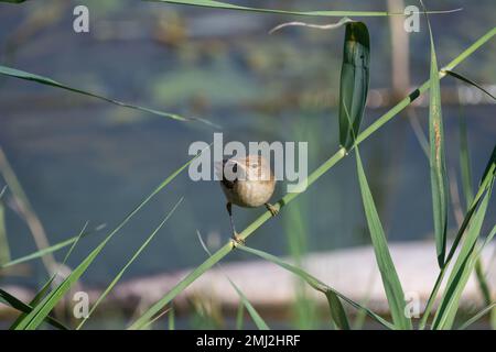 Cannocchiale comune, Acrocephalus scirpaceus, arroccato su un ramo. Delta Ebro, Catalogna, Spagna Foto Stock