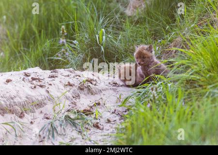 Cuccioli in attesa della madre davanti alla buca di volpe Foto Stock