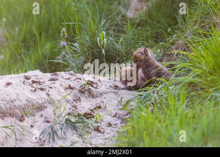 Cuccioli in attesa della madre davanti alla buca di volpe Foto Stock