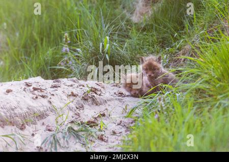 Cuccioli in attesa della madre davanti alla buca di volpe Foto Stock