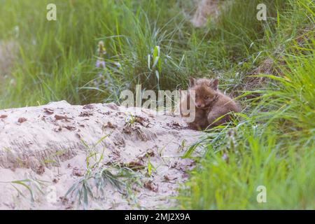 Cuccioli in attesa della madre davanti alla buca di volpe Foto Stock