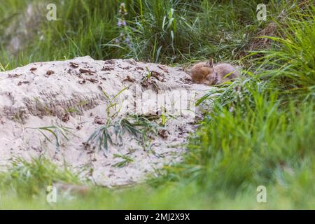 Cuccioli in attesa della madre davanti alla buca di volpe Foto Stock