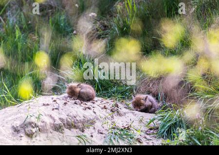 Cuccioli in attesa della madre davanti alla buca di volpe Foto Stock