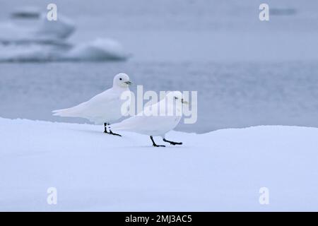 Due gabbiani d'avorio (Pagophila eburnea / Larus eburneus) su ghiaccio galleggiano lungo la costa di Svalbard / Spitsbergen, Norvegia Foto Stock