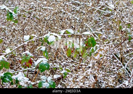 Mora o Bramble (rubus frutticosus), primo piano che mostra un groviglio di lunghi steli dell'arbusto con foglie, ricoperti da una leggera spolveratura di neve. Foto Stock
