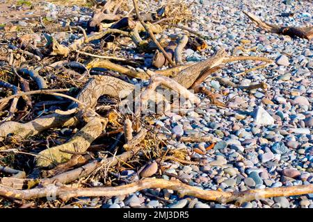 Primo piano di una massa aggrovigliata di rami e tronchi, altrimenti noti come driftwood, seduti lavati sulla linea di alta marea di una spiaggia di ciottoli. Foto Stock