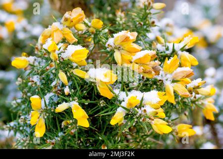 Gola, Furze, Whin o Whins (ulex europaeus), primo piano che mostra i fiori gialli del grande arbusto spinoso coperto con una leggera polvere di neve. Foto Stock