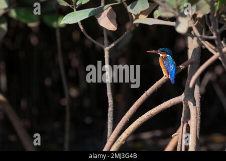 Martin pescatore di malachite (Corythornis cristatus), arroccato sul ramo, Gambia, Africa Foto Stock