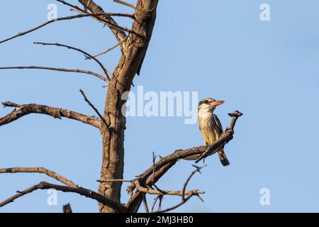 Martin pescatore a strisce (Halcyon chelicuti), arroccato sul ramo, Gambia, Africa Foto Stock