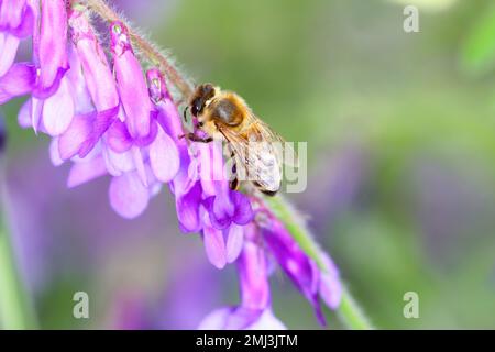 Miele api (Apis mellifera) fiori impollinanti. Foto Stock