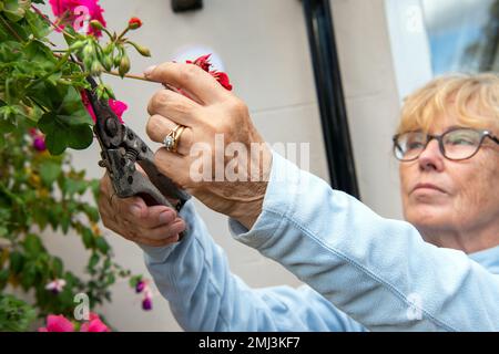 Donna anziana che deadesca fiori rossi e rosa da gerani piantati in cestello sospeso in giardino suburbano inglese in estate Foto Stock