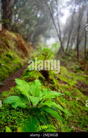 Levada nella foresta densamente coltivata con nebbia, Madeira, Portogallo Foto Stock