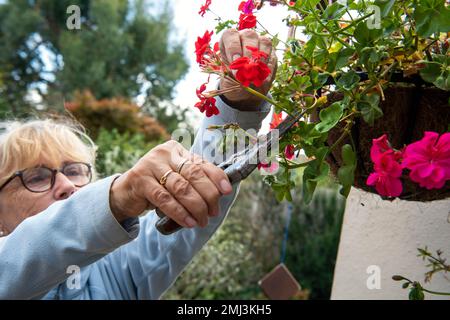 Donna anziana che deadesca fiori rossi e rosa da gerani piantati in cestello sospeso in giardino suburbano inglese in estate Foto Stock