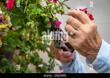 Donna anziana che deadesca fiori rossi e rosa da gerani piantati in cestello sospeso in giardino suburbano inglese in estate Foto Stock