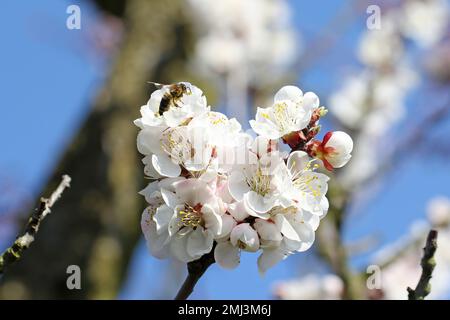 Primo piano dell'ape europea sull'albero di frutteto che impollinava i fiori nel giardino fiorito primaverile. miele raccolta nettare polline miele in fiori d'albero. Foto Stock
