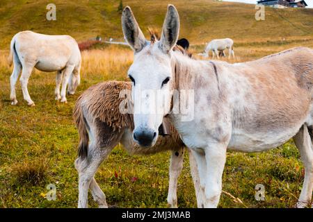 Ritratto di asini sul prato collinare delle montagne alpine e si fonde con la natura in pendenza. Animali che pascolano sui pendii di montagna Foto Stock