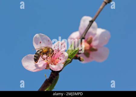 Primo piano dell'ape europea sull'albero di frutteto che impollinava i fiori nel giardino fiorito primaverile. miele raccolta nettare polline miele in fiori d'albero. Foto Stock