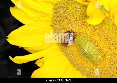 Bel fiore giallo di girasole con bombo impollinato. Fondo naturale tardo estivo. Foto Stock