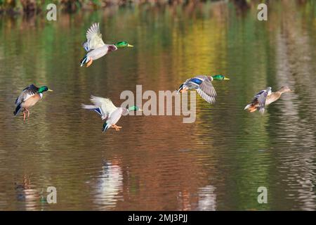 Mallard (Anas platyrhynchos), maschio e femmina che volano sul lago, Baviera, Germania Foto Stock