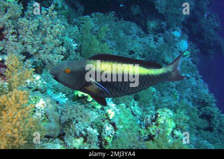 Parrota bicolor (Cetoscarus bicolor), sito di immersione della barriera corallina di Daedalus, Egitto, Mar Rosso Foto Stock